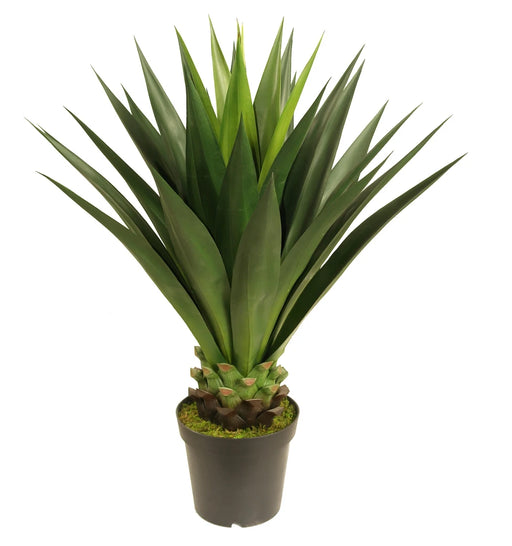 Potted plant with green leaves on a white background