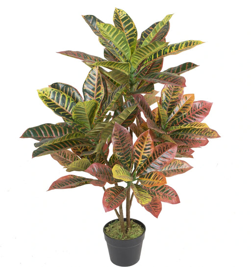 Potted plant with multicolored leaves on a white background