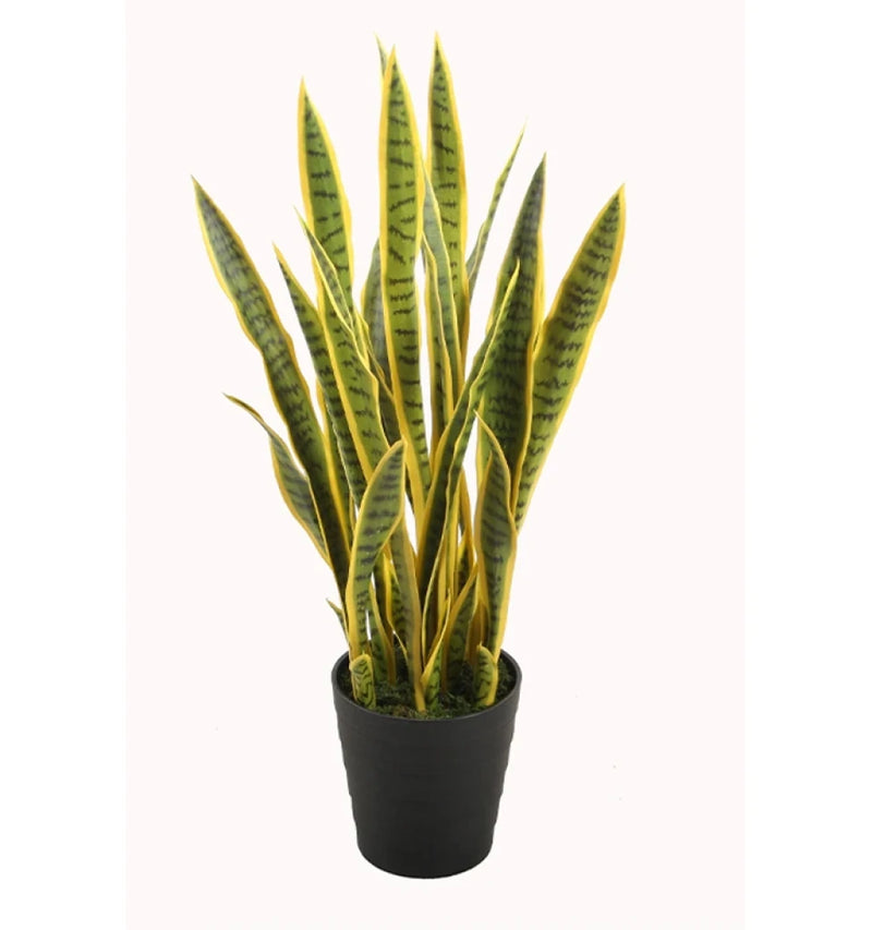 Potted snake plant with yellow and green leaves on a white background