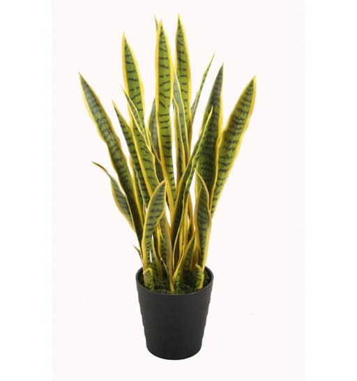 Potted snake plant with yellow and green leaves on a white background