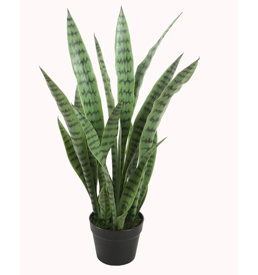 Potted snake plant with green leaves on a white background