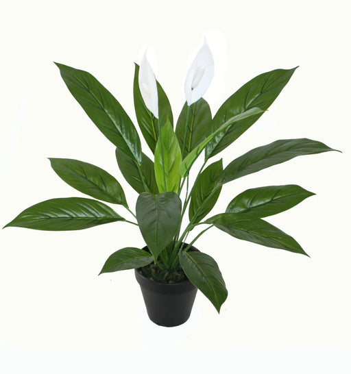 Potted plant with green leaves and white flowers on a white background