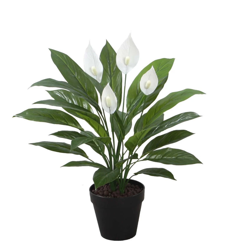 Potted plant with white flowers and green leaves on a white background