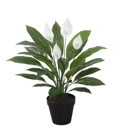 Potted plant with white flowers and green leaves on a white background