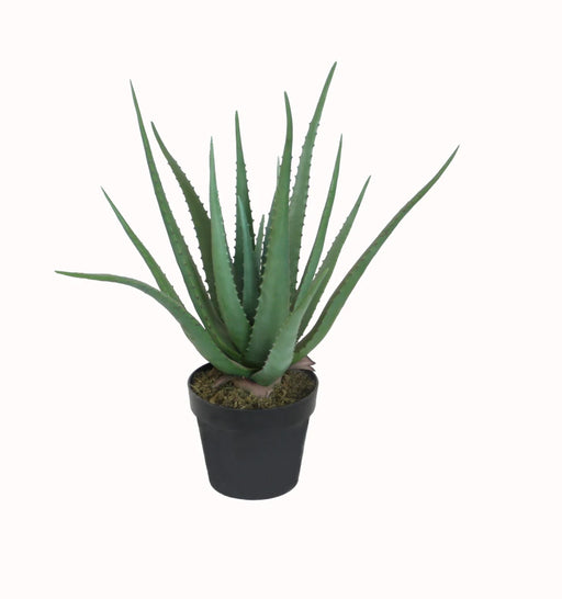Potted aloe vera plant on a white background