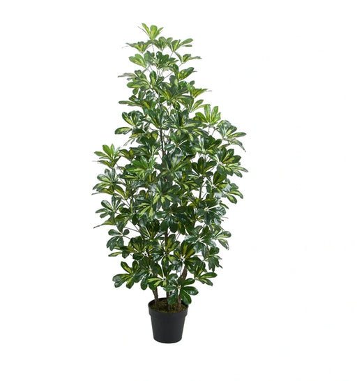 Potted plant with green leaves on a white background
