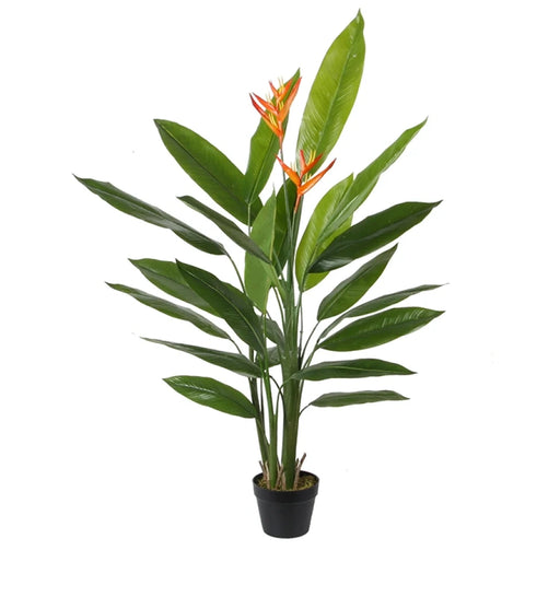 Potted plant with green leaves and orange flowers on a white background