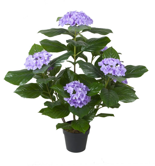 Potted plant with purple flowers and green leaves on a white background