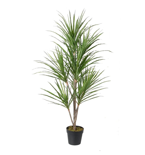 Potted plant with green leaves on a white background