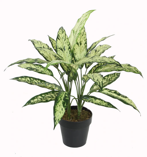 Potted plant with green and white leaves on a white background