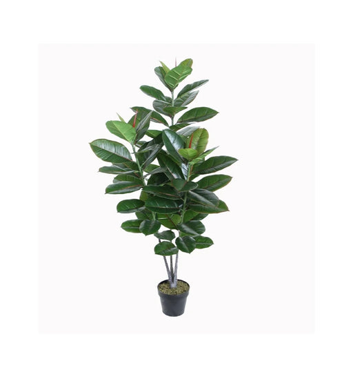 Potted plant with green leaves on a white background