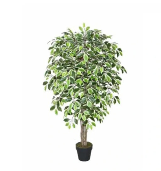 Potted plant with green leaves on a white background