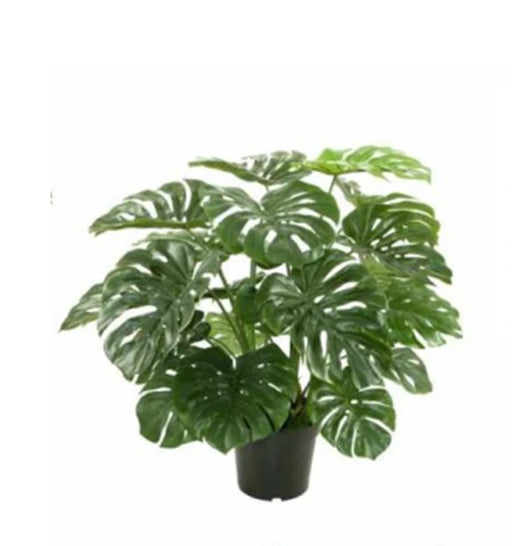Potted plant with large green leaves on a white background