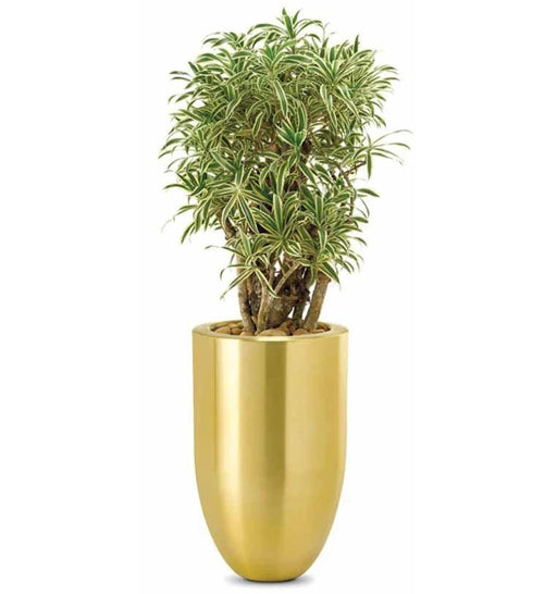 Potted plant in a gold pot on a white background
