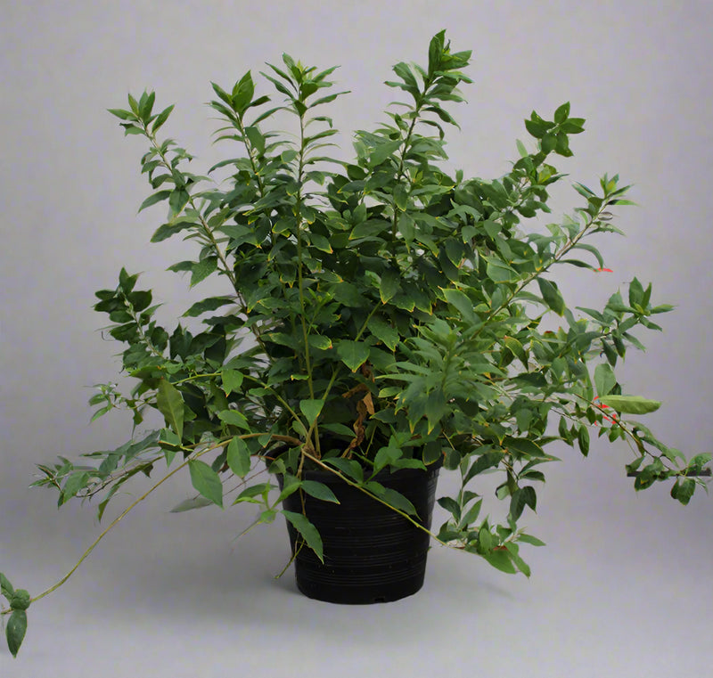 Brunfelsia latifolia image 0