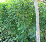 Cassia glauca image 3