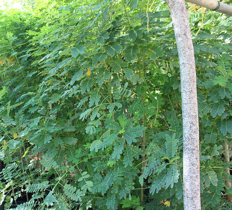 Cassia glauca image 3