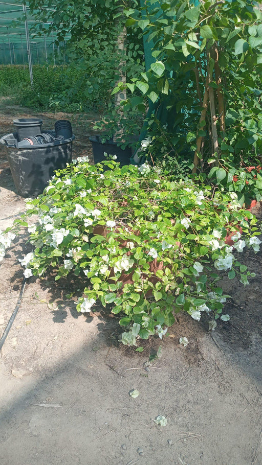 Bougainvillea glabra 'White' image 1