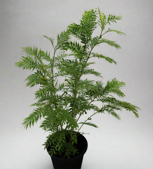 Calliandra haematocephala 40-50cm image 0