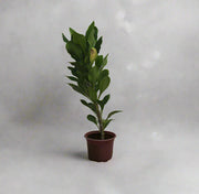 Euphorbia millii image 1