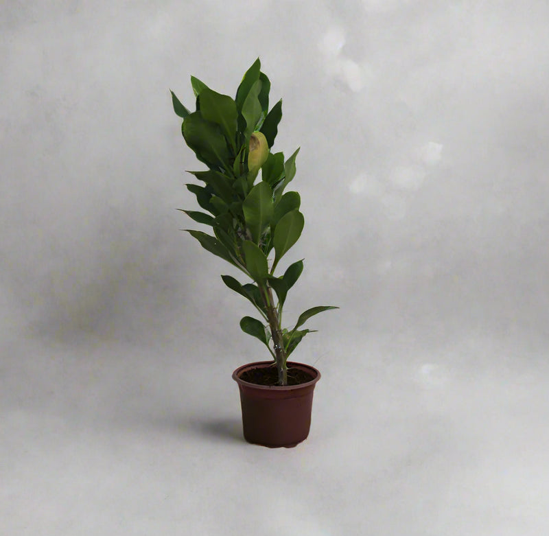 Euphorbia millii image 1