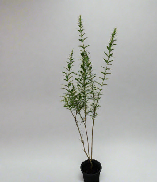 Lawsonia inermes image 1