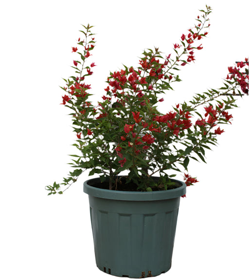 Bougainvillea Glabra "Mix Col" 50-60cm image 0