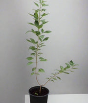 Vitex trifolia purpurea image 0