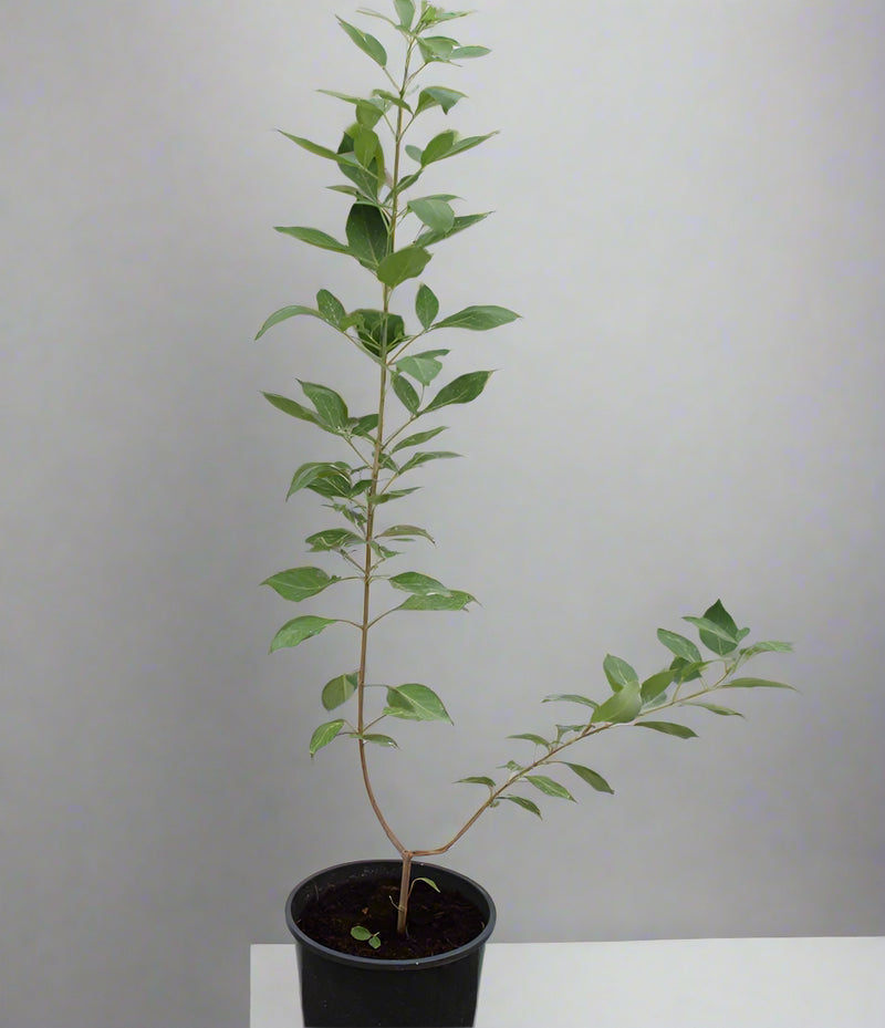 Vitex trifolia purpurea image 0
