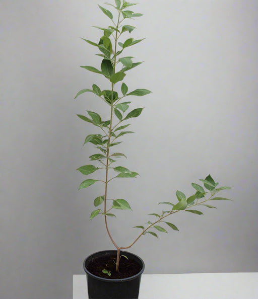 Vitex trifolia purpurea image 0