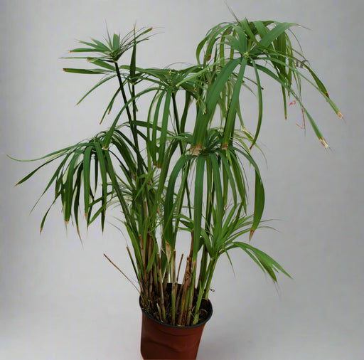Cyperus alternifolius 40-50cm image 0