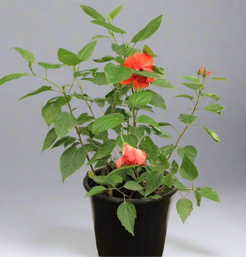 Hibiscus red double  flower (60-80cm Height, 3PP & Bushy) image 0