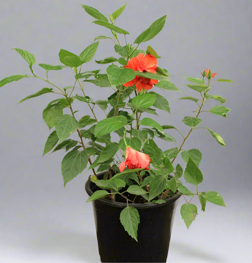 Hibiscus red double  flower (60-80cm Height, 3PP & Bushy) image 0