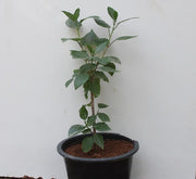 Hibiscus Rosesty (Orange) 3ltr image 0