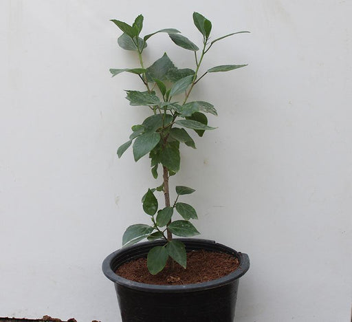 Hibiscus Rosesty (Orange) 3ltr image 0