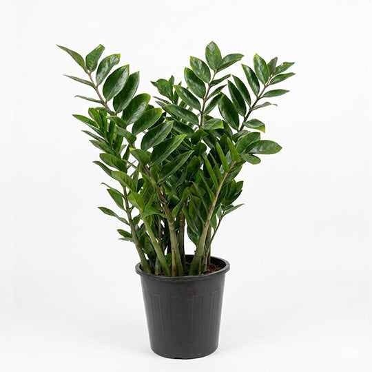 Zamioculcas Zamiifolia Plant 70cm Height