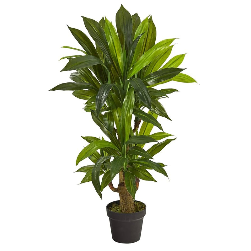 Potted green plant on a white background
