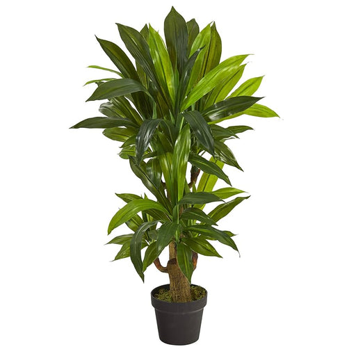 Potted green plant on a white background