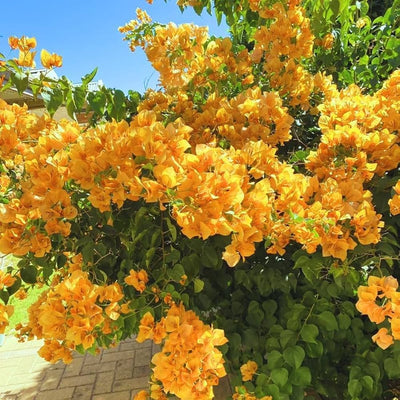 Bougainvillea "yellow" V15 pot
