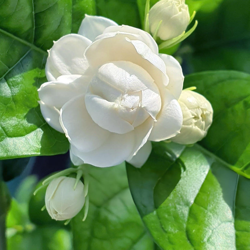 Jasminum Mogra "Full Lebnani" ( 70 - 80cm Ht, 4PP & Bushy )