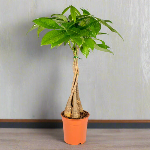 Pachira aquatica twisted