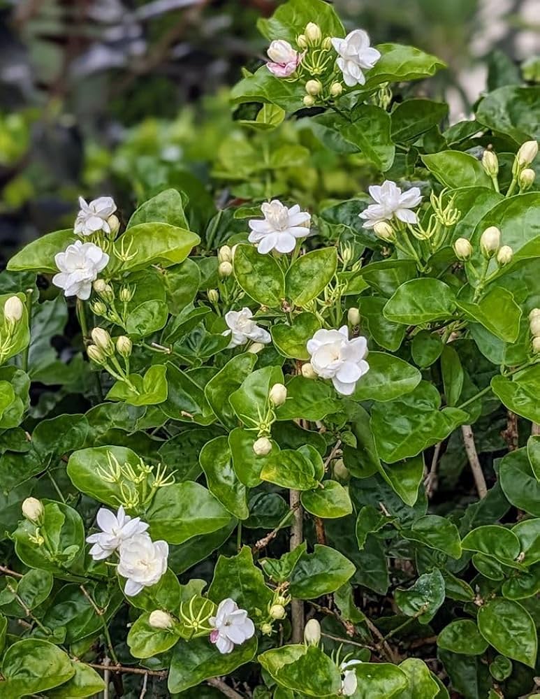 Jasminum Mogra "Full Lebnani" ( 70 - 80cm Ht, 4PP & Bushy )
