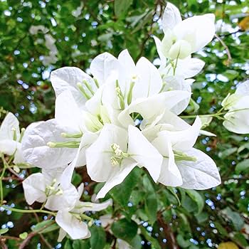 Bougainvillea glabra 'White' ( 40 - 50cm Spread , 1PP )
