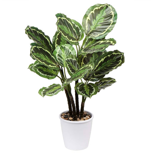 Potted plant with green leaves on a white background