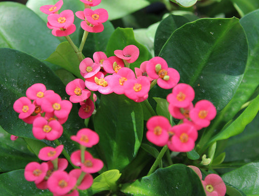 Euphorbia Millii image 1