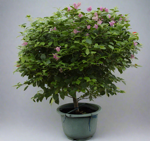 Bougainvillea "1Head" China 60-70cm image 0