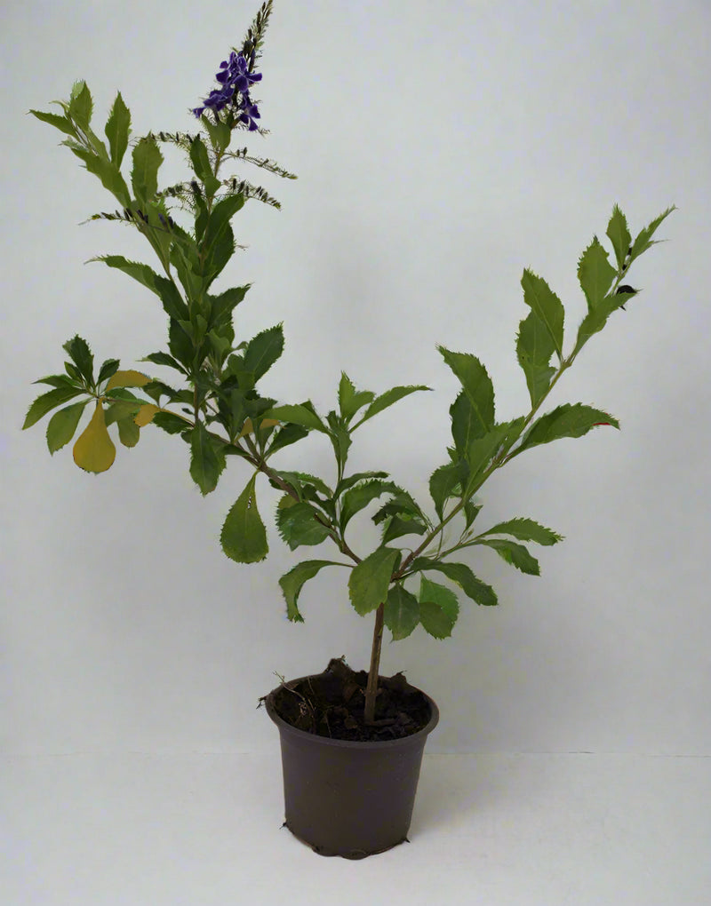 Duranta (Repens Golden) image 0