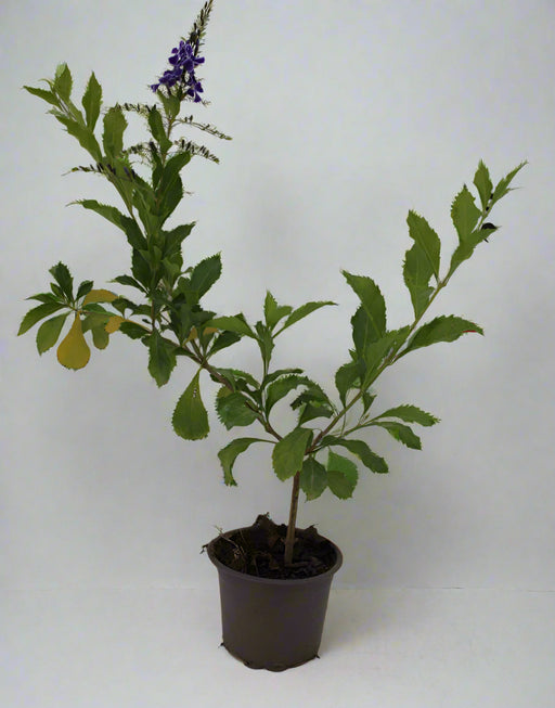 Duranta (Repens Golden) image 0