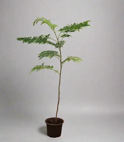 Caesalpinia pulcherrima 10-15cm image 0