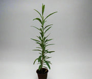 Dodonaea viscosa image 2